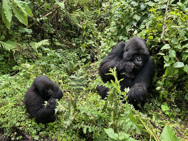 Volcanos National Park